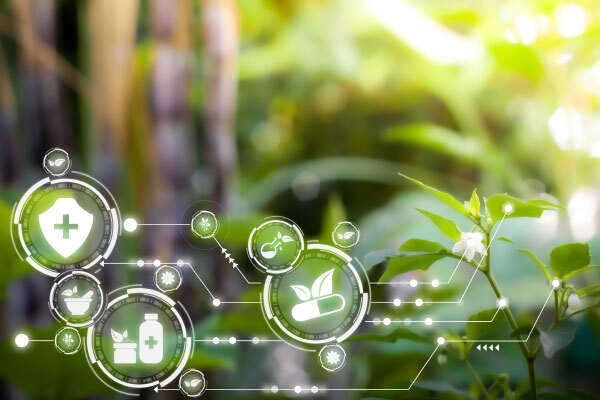 healthy green forest showing natural pain relief options